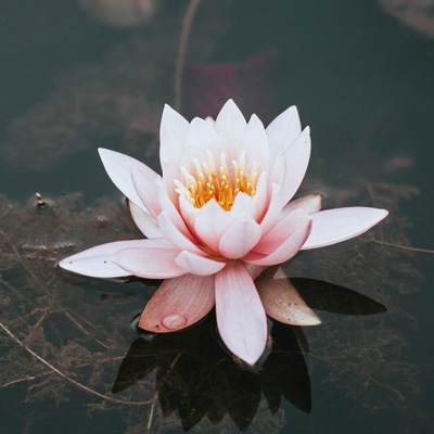 photo detail of a lotus flower, by annie-spratt-kDo57E2qOE4-unsplash