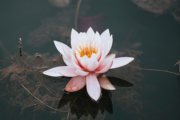 photo of single water lily, by Annie Spratt for Unsplash.