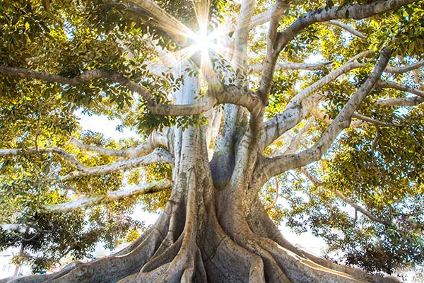 photo of ancient tree with strong roots, by Jeremy Bishop for Unsplash